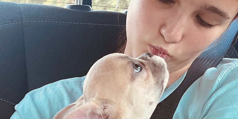 French Bulldog Rescue in USA & Canada | French Bulldog Adoption